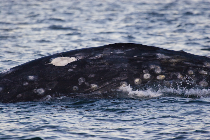 Gray Whale